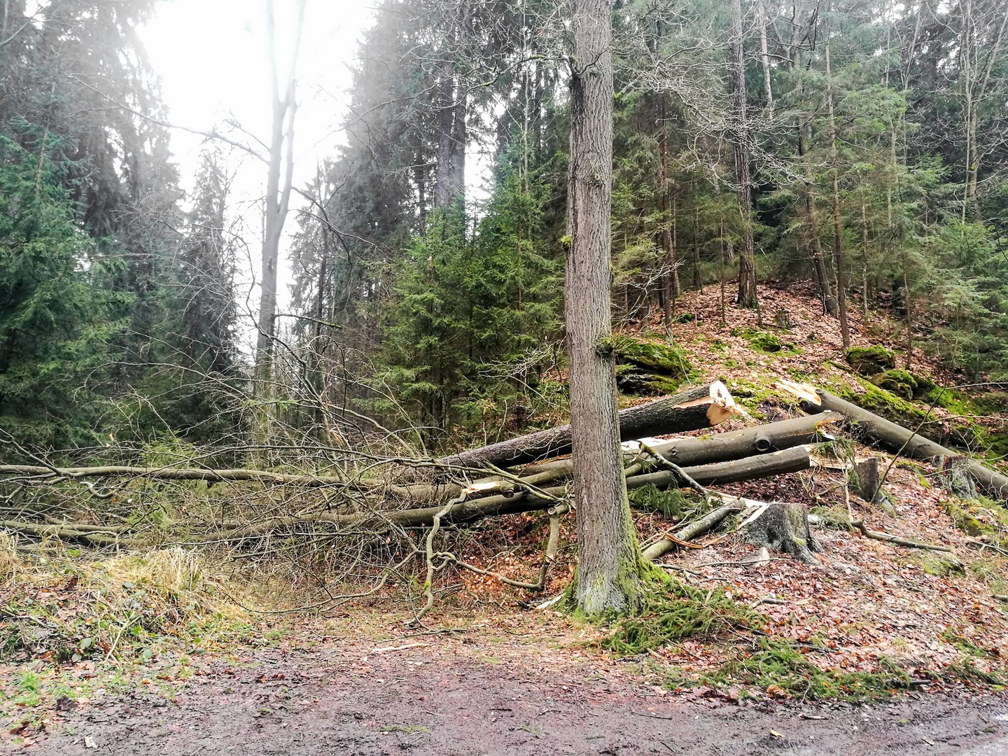 000 Bäume – Ein Meilenstein Für Den Nationalpark Sächsische Schweiz 000 Bäume – Ein Meilenstein Für Den Nationalpark Sächsische Schweiz