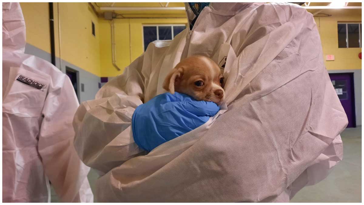 49 Dogs Seized From Washington County Breeder: Details Emerge 49 Dogs Seized From Washington County Breeder: Details Emerge