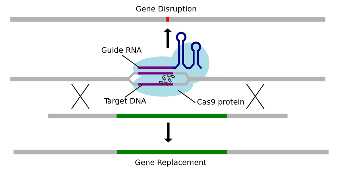 Advanced Gene Editing For Precise Complete Gene Integration Advanced Gene Editing For Precise Complete Gene Integration