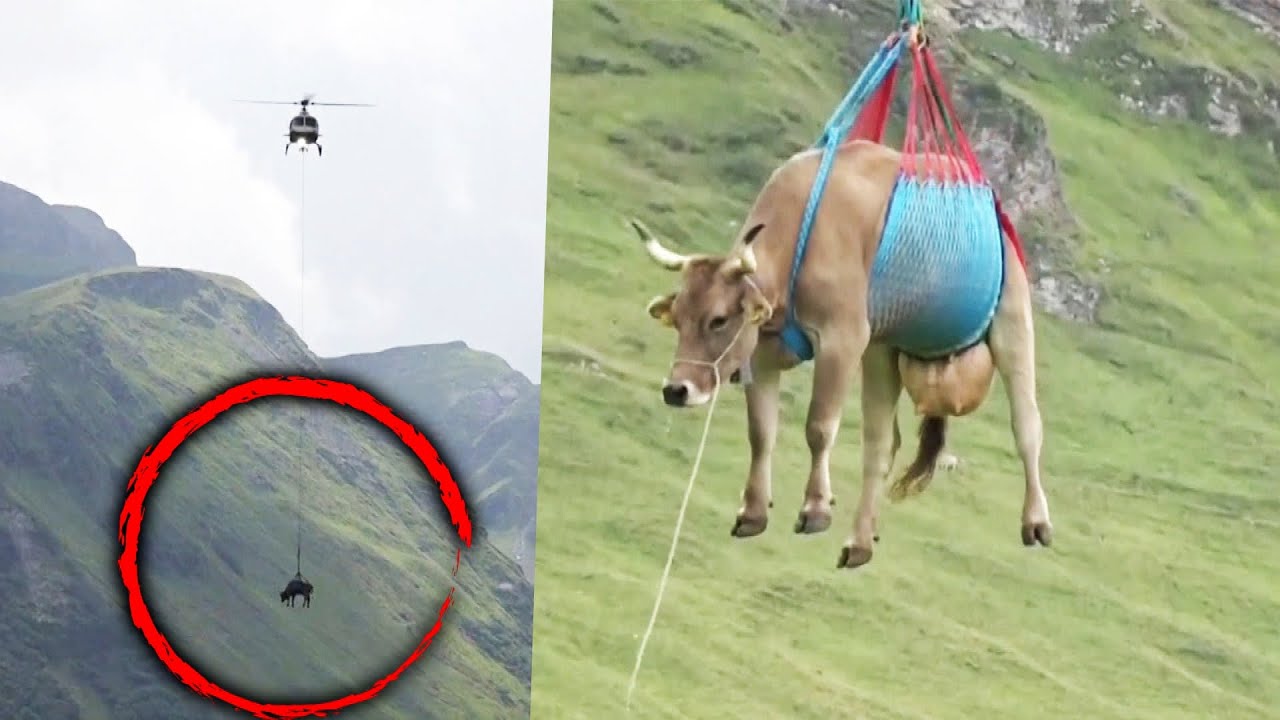 Airlifting Cows: The Unusual Rescue Mission In A Swiss Village Airlifting Cows: The Unusual Rescue Mission In A Swiss Village