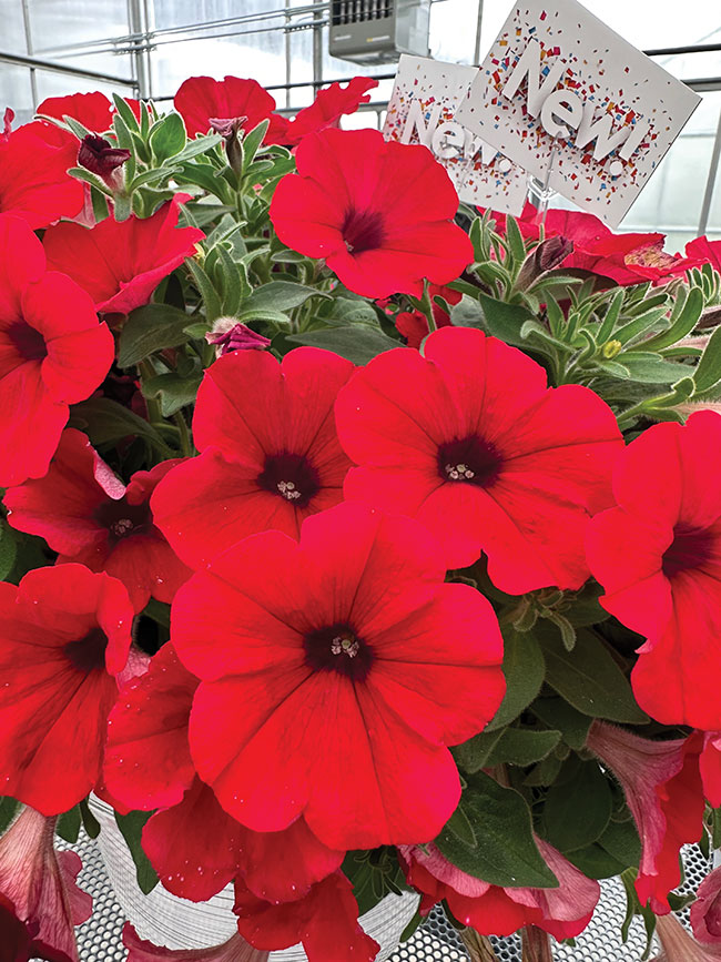 Annuals Or Perennials: Factors To Consider When Choosing Flowers