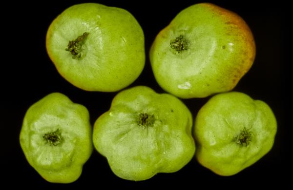 Apple Crop To Suffer Significant Losses Due To Rosy Apple Aphid Infestation Apple Crop To Suffer Significant Losses Due To Rosy Apple Aphid Infestation