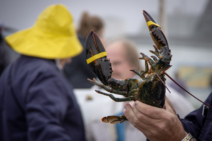 Atlantic Canadian Lobster Industry: Navigating Economic Challenges And Price Volatility Atlantic Canadian Lobster Industry: Navigating Economic Challenges And Price Volatility