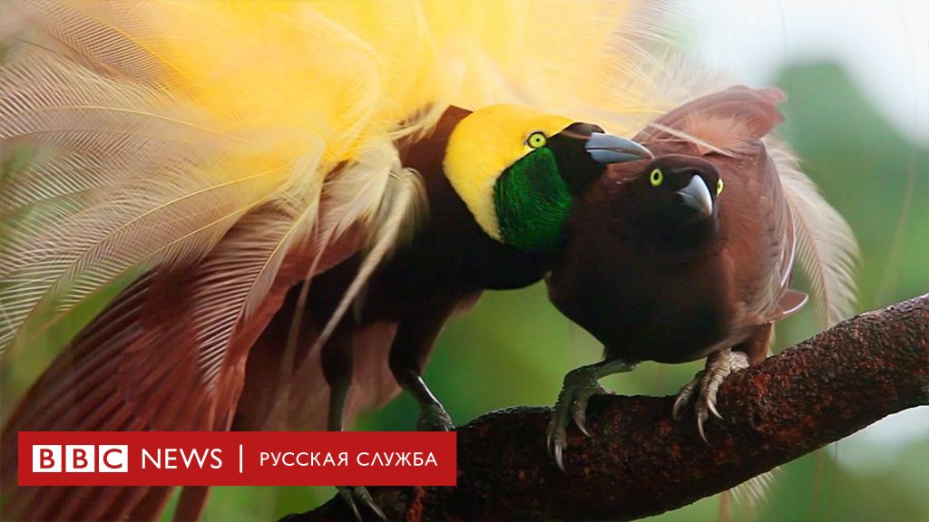 Азербайджан И Би-би-си: Конфликт Вокруг Бакинского Офиса Азербайджан И Би-би-си: Конфликт Вокруг Бакинского Офиса