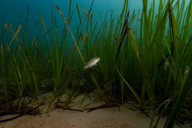 Boosting Scotland's Marine Life: Seagrass Planting Initiatives Boosting Scotland's Marine Life: Seagrass Planting Initiatives