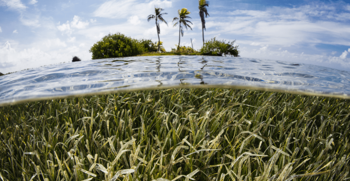 Boosting Scotland's Marine Life: The Importance Of Seagrass Planting Initiatives Boosting Scotland's Marine Life: The Importance Of Seagrass Planting Initiatives