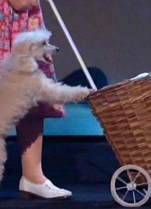 Britain's Got Talent: Teddy Magic's Semi-Final Absence Explained Britain's Got Talent: Teddy Magic's Semi-Final Absence Explained