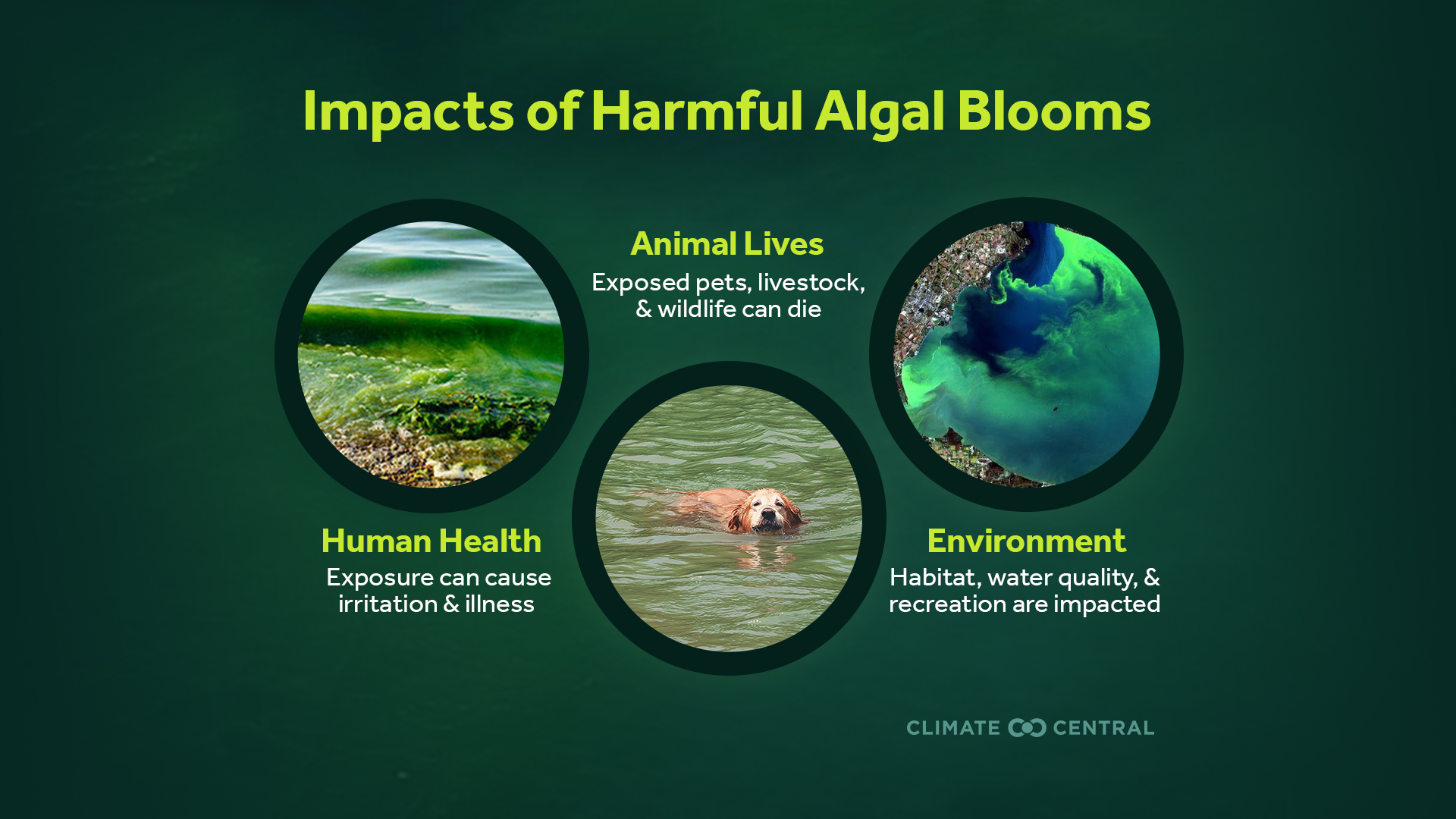 California Coast Under Siege: Toxic Algae Bloom And Its Consequences California Coast Under Siege: Toxic Algae Bloom And Its Consequences