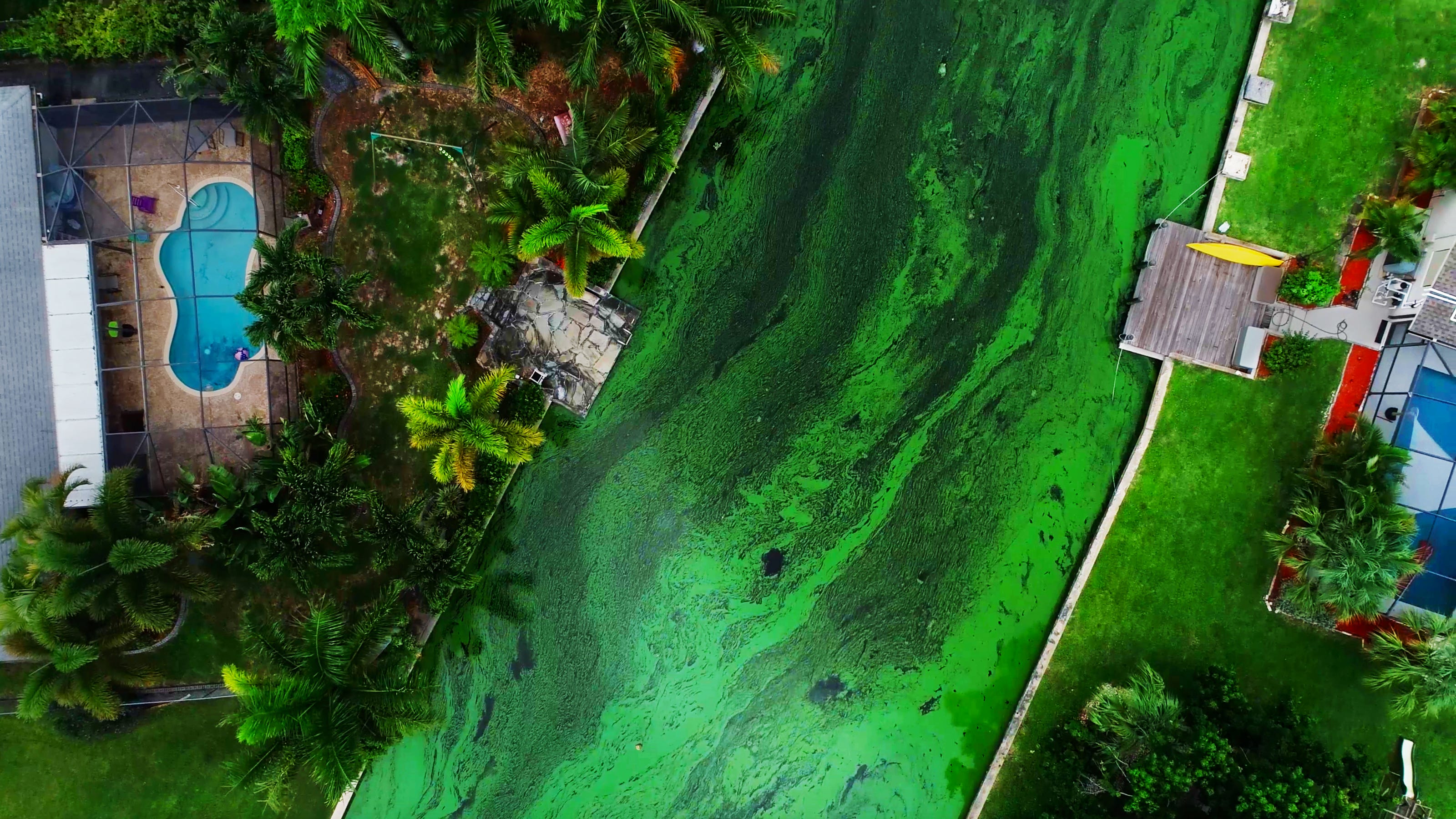 California's Coastal Crisis: Toxic Algae Bloom Impact On Marine Ecosystems California's Coastal Crisis: Toxic Algae Bloom Impact On Marine Ecosystems