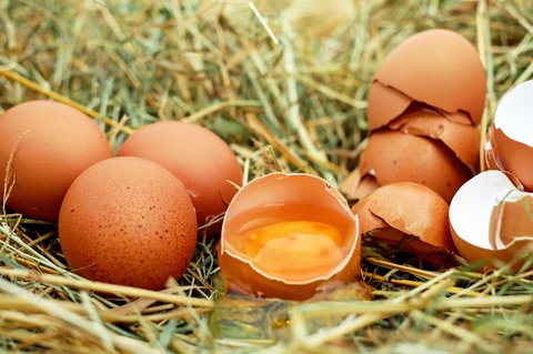 Cangkang Telur: Sumber Nutrisi Alami Untuk Pertanian Dan Peternakan Cangkang Telur: Sumber Nutrisi Alami Untuk Pertanian Dan Peternakan