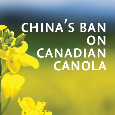 Canola Trade Shift: China Seeks New Suppliers Canola Trade Shift: China Seeks New Suppliers