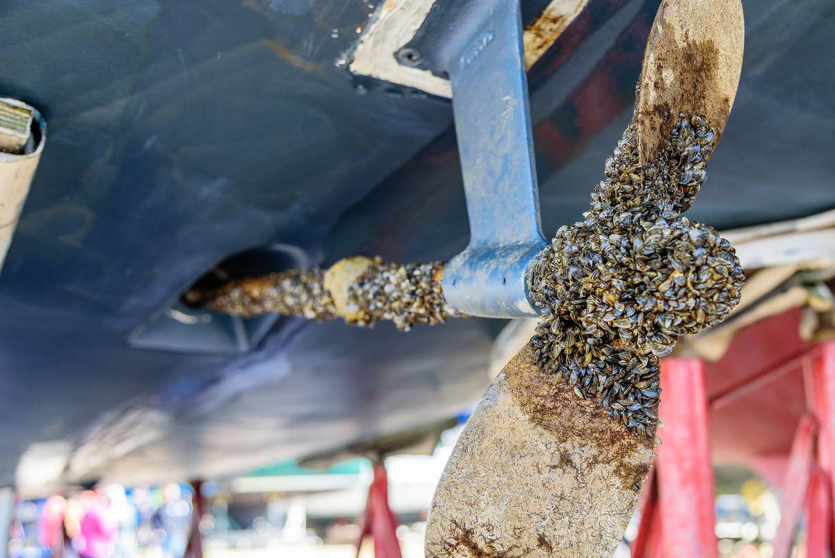 Casper Boat Lift Hosts Thousands Of Invasive Zebra Mussels Casper Boat Lift Hosts Thousands Of Invasive Zebra Mussels