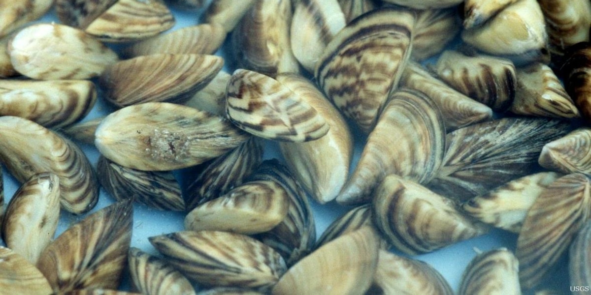 Casper Faces Zebra Mussel Infestation: A Local Discovery Casper Faces Zebra Mussel Infestation: A Local Discovery