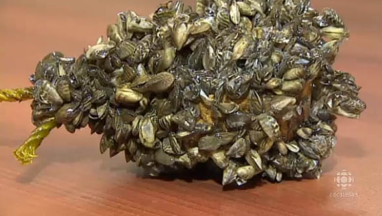 Casper Resident Finds Thousands Of Zebra Mussels On New Boat Lift Casper Resident Finds Thousands Of Zebra Mussels On New Boat Lift