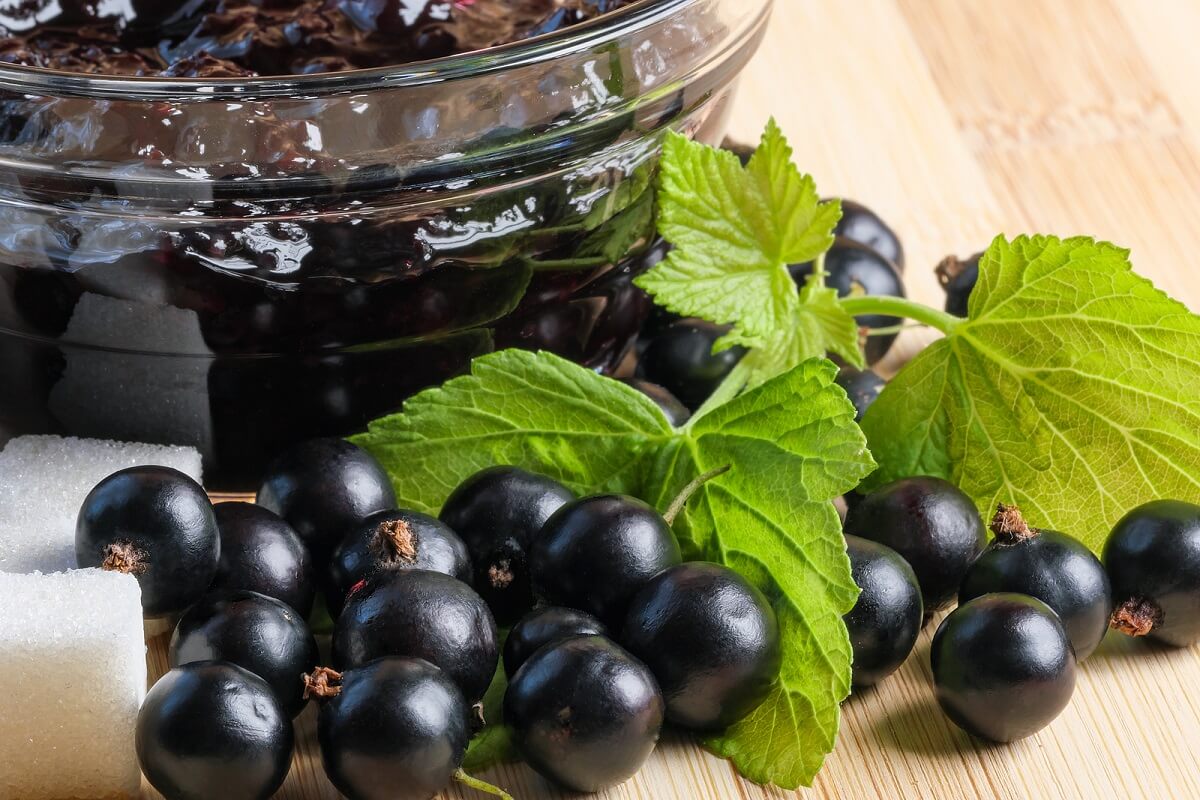 Cassis Blackcurrant: A Comprehensive Guide To This Exquisite Berry Cassis Blackcurrant: A Comprehensive Guide To This Exquisite Berry