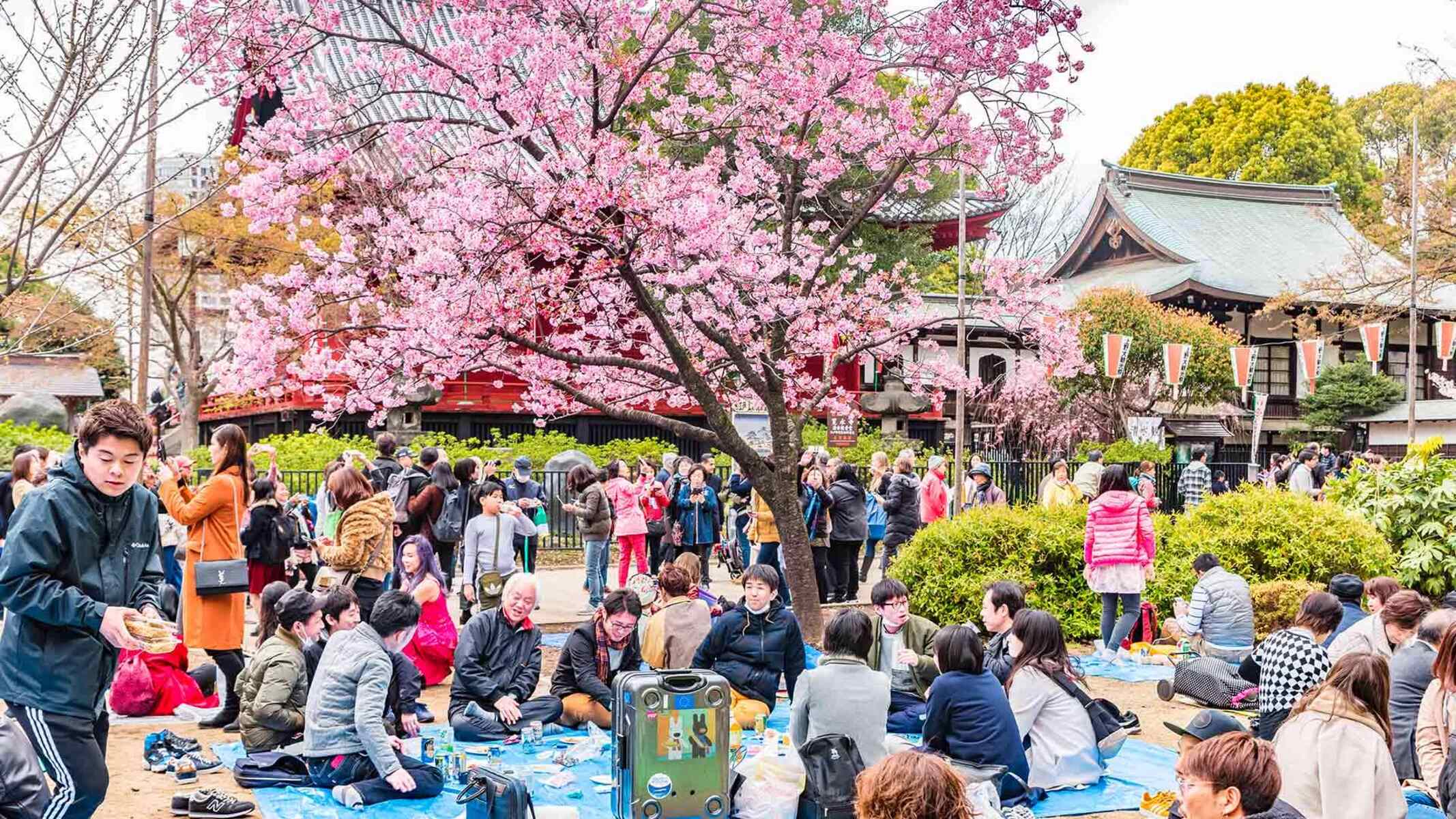 Cherry Blossom Viewing In Japan: Your Springwatch Itinerary Cherry Blossom Viewing In Japan: Your Springwatch Itinerary
