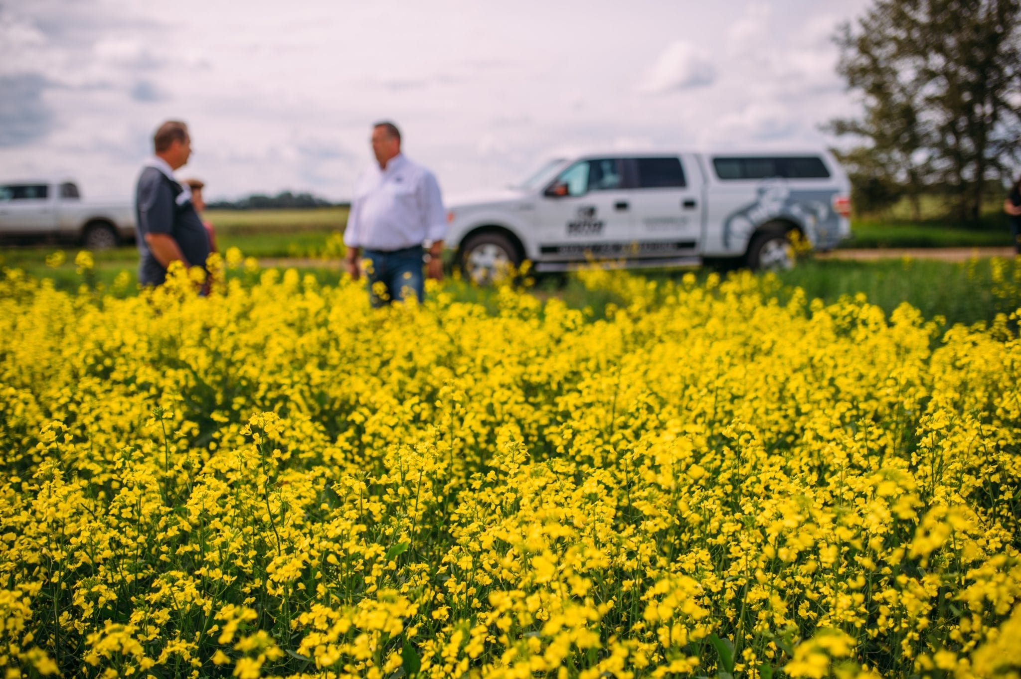 China's Canola Imports: Beyond Canada China's Canola Imports: Beyond Canada