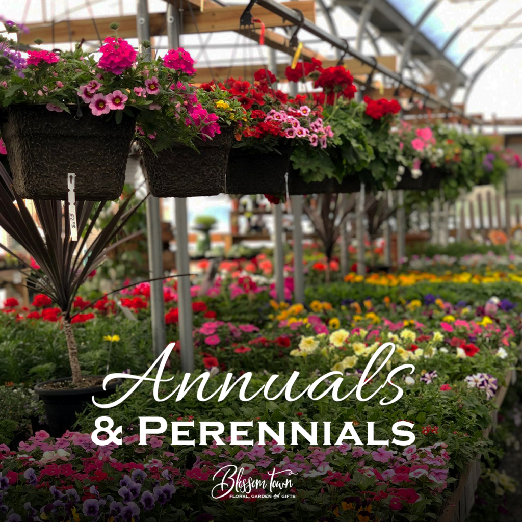 Choosing Between Annuals And Perennials For Your Garden Choosing Between Annuals And Perennials For Your Garden