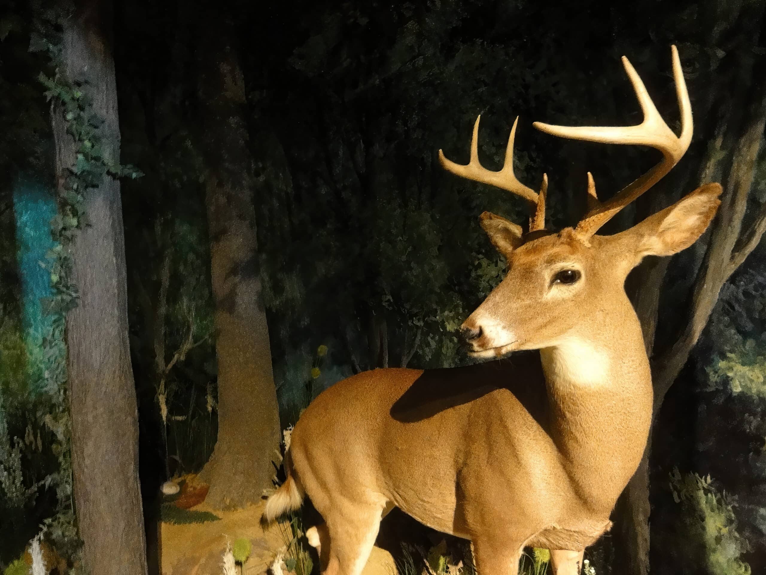 Chronic Wasting Disease (CWD) Detected In Jackson Hole Elk Feedground Chronic Wasting Disease (CWD) Detected In Jackson Hole Elk Feedground