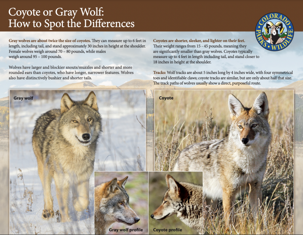 Colorado Gray Wolf Dies In Wyoming After Reintroduction Colorado Gray Wolf Dies In Wyoming After Reintroduction