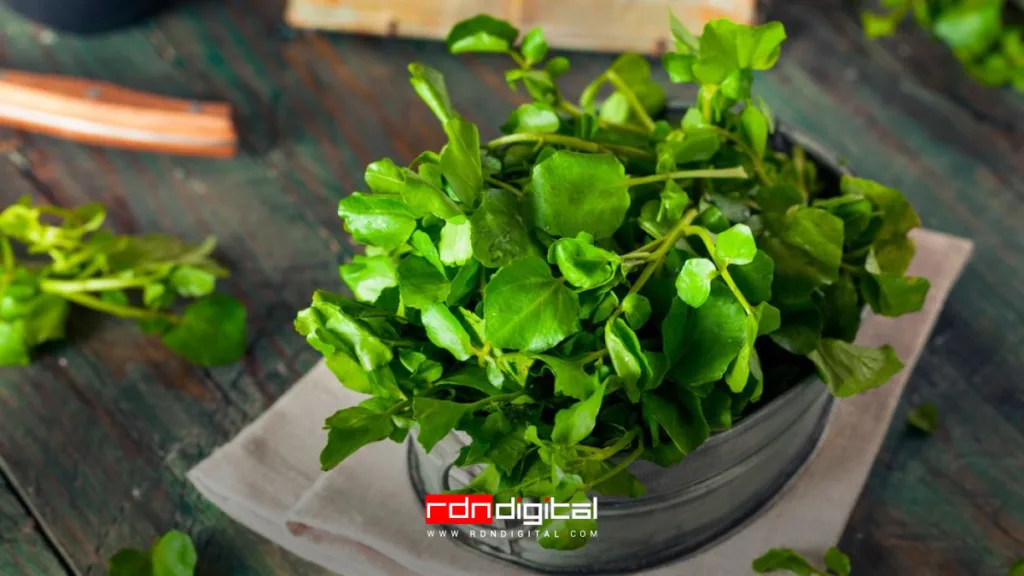Combate Enfermedades Crónicas Y Envejece Saludablemente: El Superalimento Que Necesitas Combate Enfermedades Crónicas Y Envejece Saludablemente: El Superalimento Que Necesitas