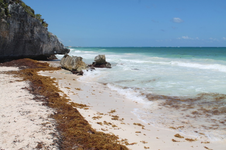 Combating The Killer Seaweed: Protecting Australia's Marine Biodiversity Combating The Killer Seaweed: Protecting Australia's Marine Biodiversity
