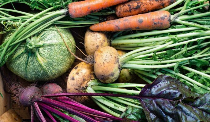 Country Diary: The Edible Root Vegetable Cousin Of The Carrot Country Diary: The Edible Root Vegetable Cousin Of The Carrot