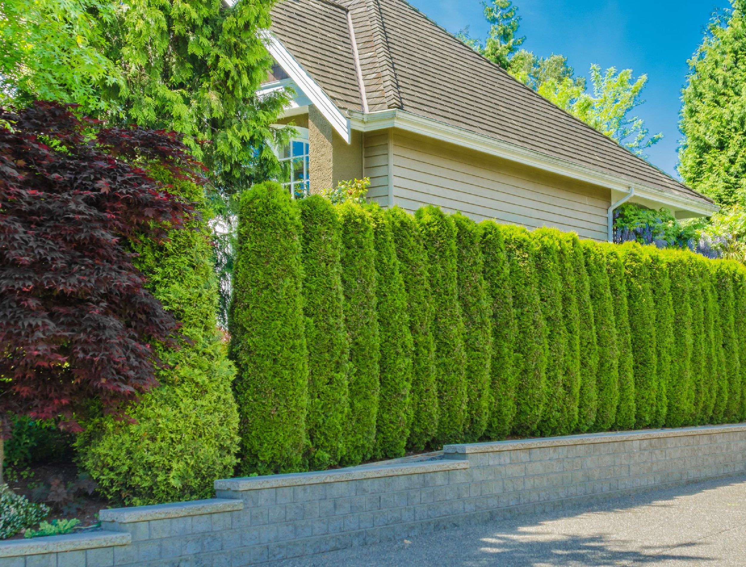 Create A Stunning Living Fence: Plant Selection And Installation Create A Stunning Living Fence: Plant Selection And Installation