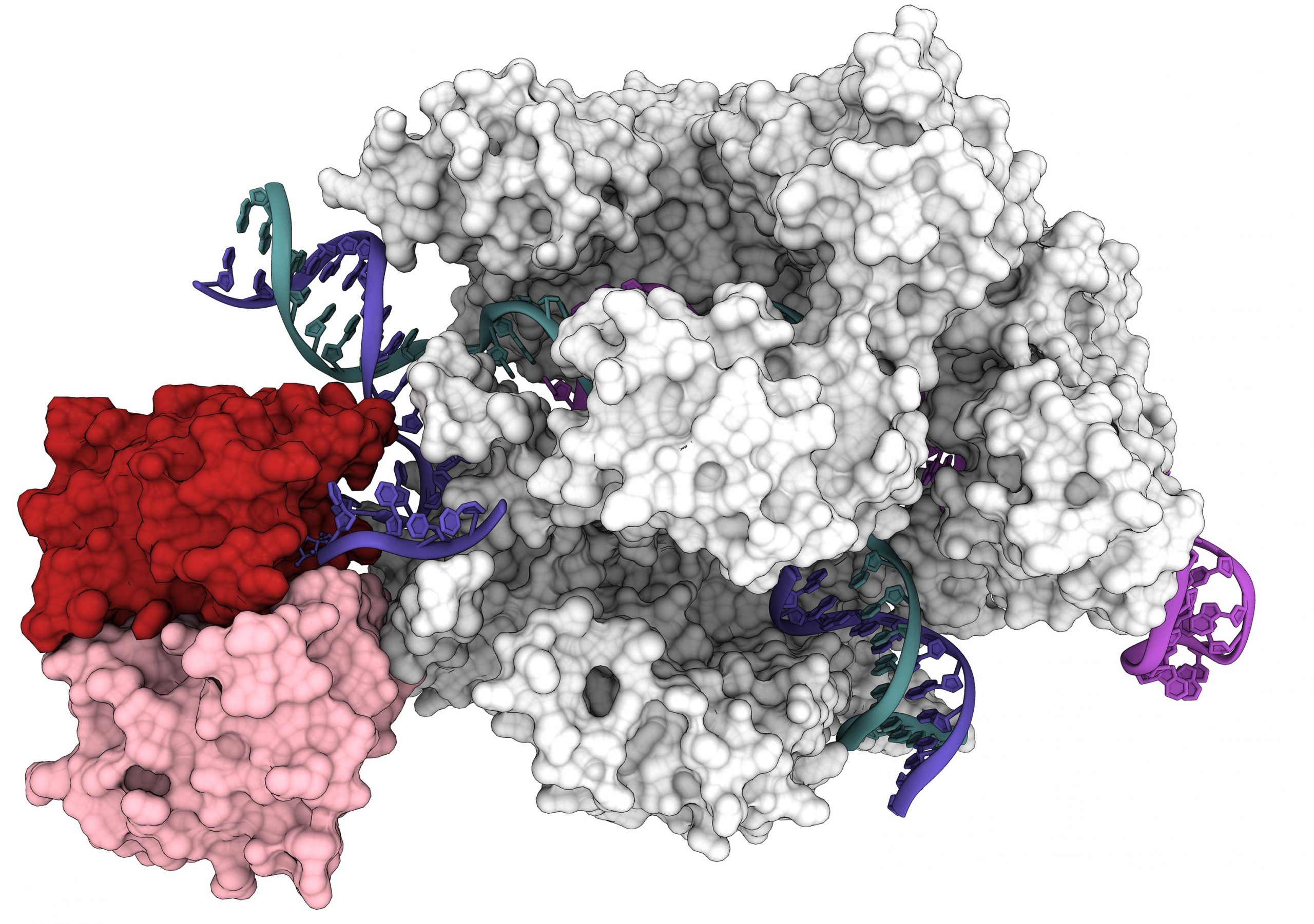 CRISPR Gene Editing: A Powerful Tool For Whole Gene Insertion CRISPR Gene Editing: A Powerful Tool For Whole Gene Insertion