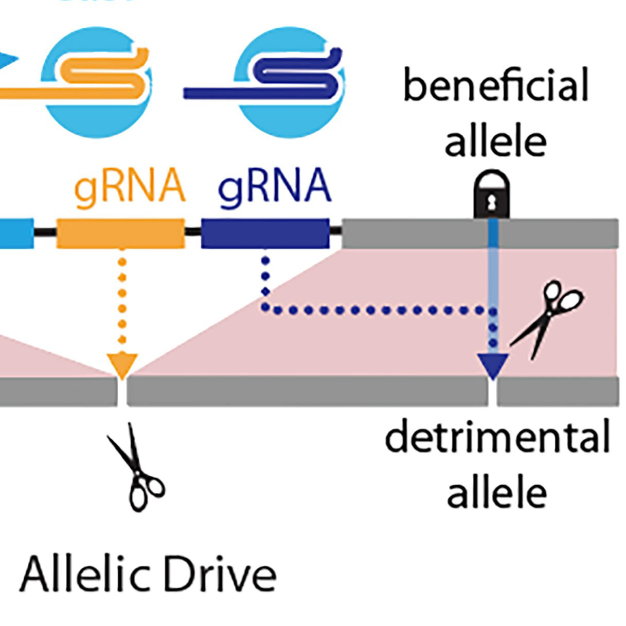 CRISPR's Next Generation: Higher Precision Gene Editing CRISPR's Next Generation: Higher Precision Gene Editing