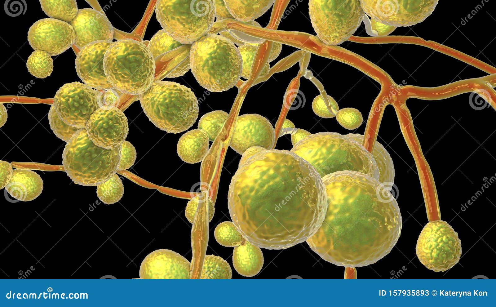 Deadly Fungi: The Emerging Superbug Crisis Deadly Fungi: The Emerging Superbug Crisis