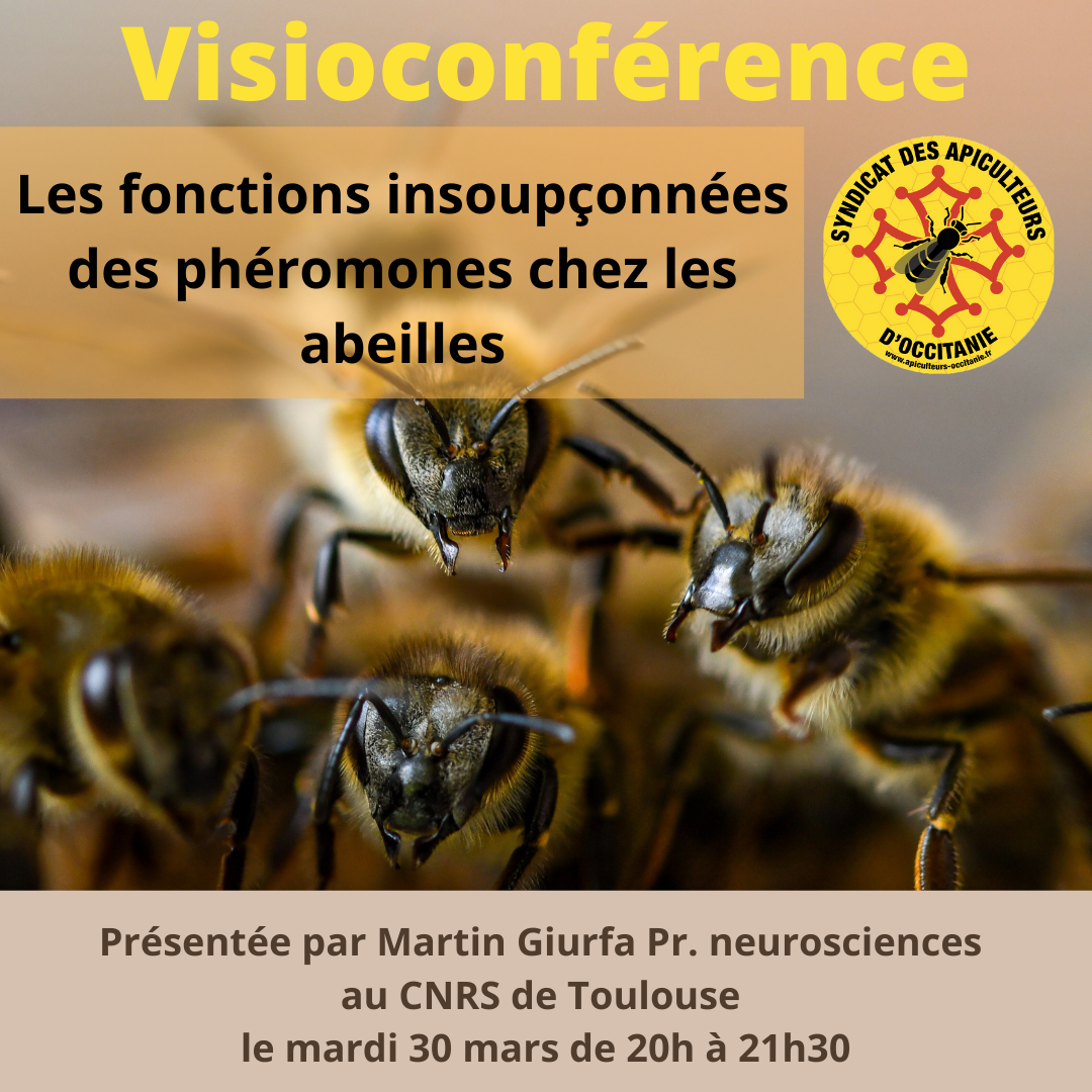 Des Capacités Géométriques Insoupçonnées Chez Les Corneilles Des Capacités Géométriques Insoupçonnées Chez Les Corneilles