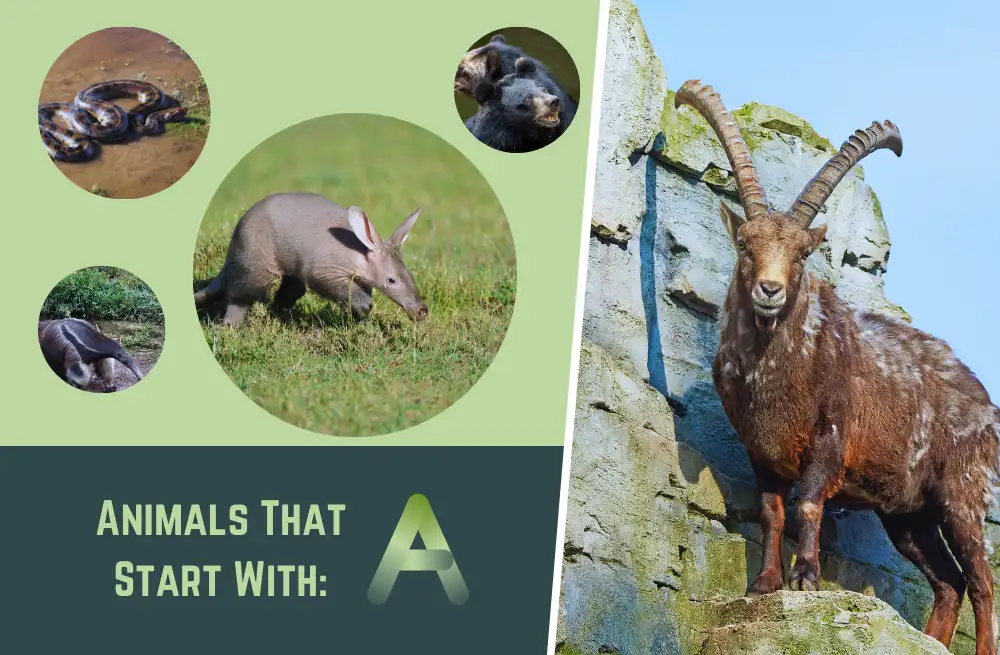 Discover The Wonder Of Animals: A Comprehensive Guide To Animal Life Discover The Wonder Of Animals: A Comprehensive Guide To Animal Life