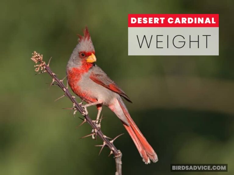 Dossier On Papal Candidates: Cardinals Weigh Options Dossier On Papal Candidates: Cardinals Weigh Options
