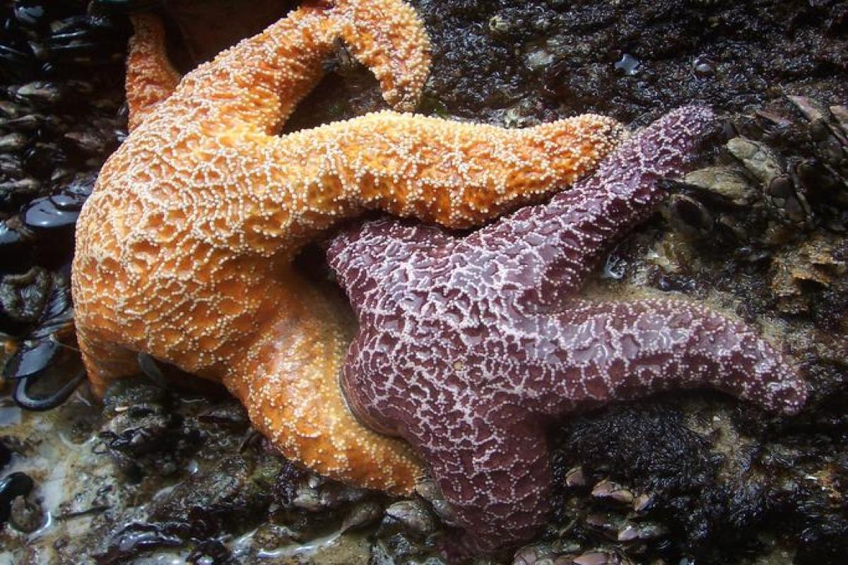 Droits Du Vivant : Le Cas Emblématique De L’étoile De Mer Droits Du Vivant : Le Cas Emblématique De L’étoile De Mer