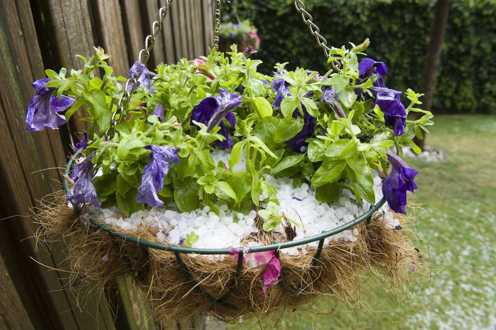 Early Summer Hailstorms: Protecting Your Property And Plants Early Summer Hailstorms: Protecting Your Property And Plants