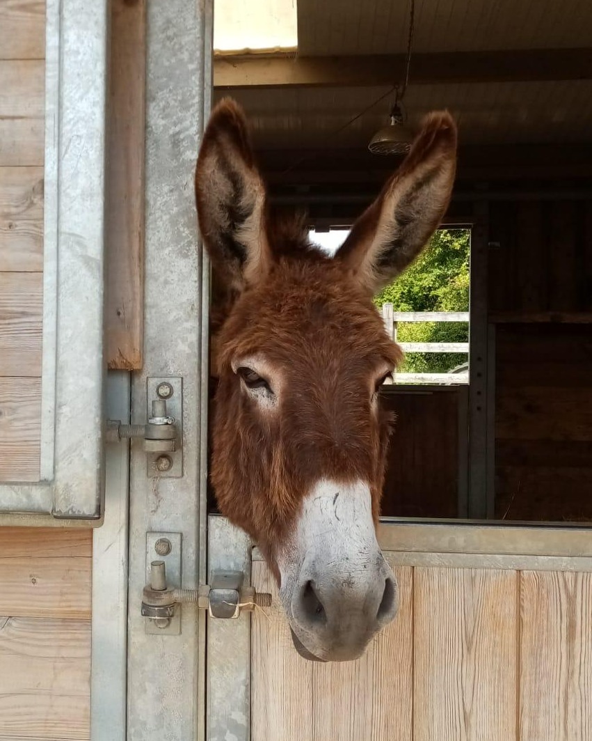 Experience The Southern California Donkey Roundup Experience The Southern California Donkey Roundup