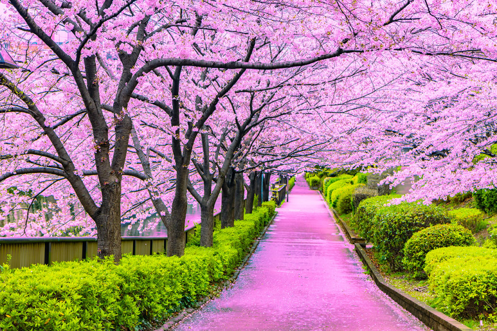 Experiencing Japan's Cherry Blossoms: A Springwatch Guide Experiencing Japan's Cherry Blossoms: A Springwatch Guide