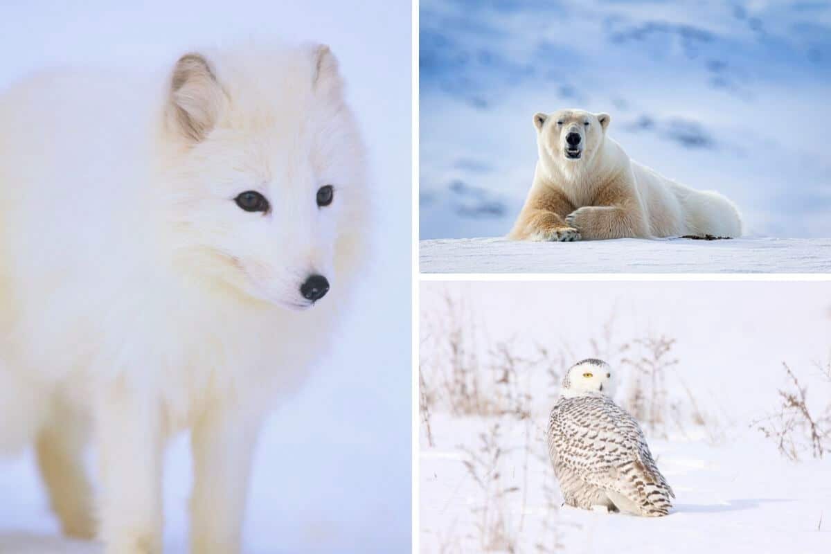 Exploring The Wonder Of Animals: A Look At Animal Adaptations Exploring The Wonder Of Animals: A Look At Animal Adaptations