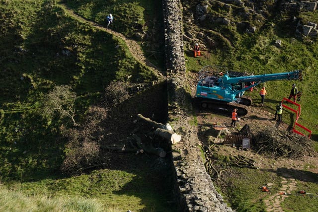 Famous Sycamore Gap Tree: Two Men Face Consequences For Felling Famous Sycamore Gap Tree: Two Men Face Consequences For Felling