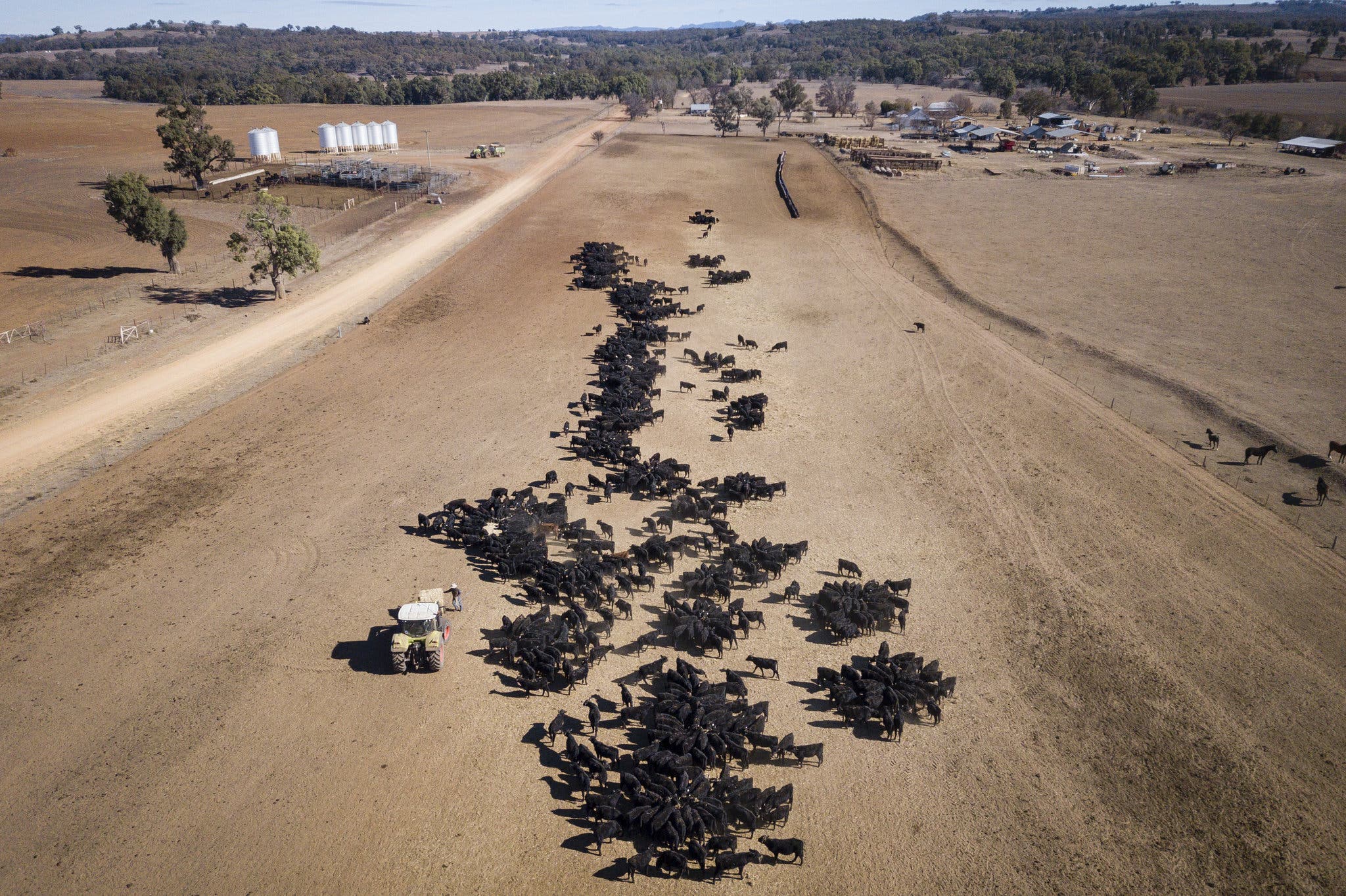 Farmers Battle Drought And Kangaroo Pressure In South Australia Farmers Battle Drought And Kangaroo Pressure In South Australia