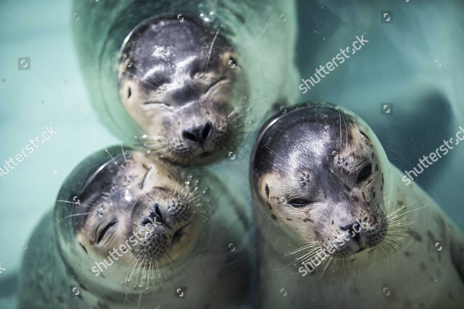 Final Seals Depart As Pieterburen's Seal Rescue Center Closes Final Seals Depart As Pieterburen's Seal Rescue Center Closes