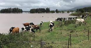 Flood Preparedness And Response Strategies For Livestock Farmers Flood Preparedness And Response Strategies For Livestock Farmers