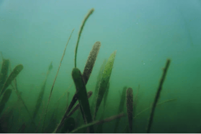 Funding Seagrass Restoration: A Scottish Coastal Initiative Funding Seagrass Restoration: A Scottish Coastal Initiative
