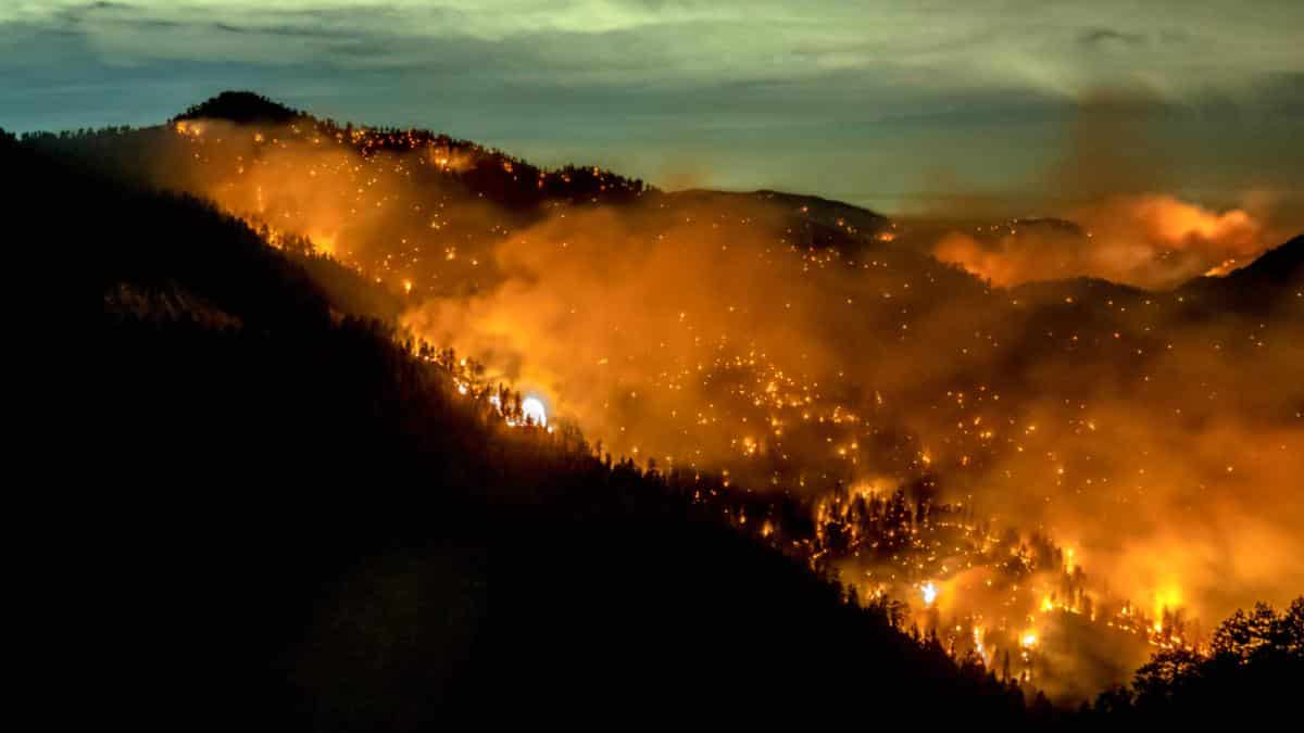 Global Forest Destruction: A New Record Set By Devastating Wildfires Global Forest Destruction: A New Record Set By Devastating Wildfires