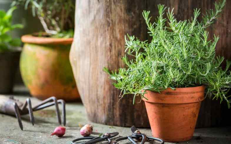 Growing Rosemary & Thyme: A Comprehensive Guide For Beginners Growing Rosemary & Thyme: A Comprehensive Guide For Beginners