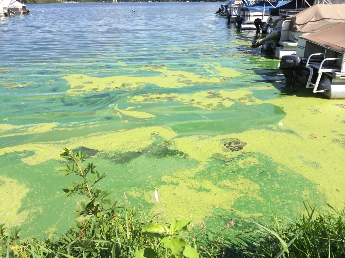 Harmful Algal Bloom Alert: Kodiak's Shellfish Industry Faces Double Threat Harmful Algal Bloom Alert: Kodiak's Shellfish Industry Faces Double Threat