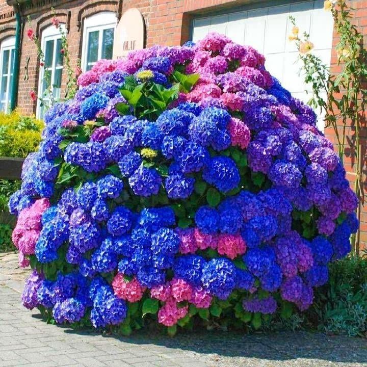 Hyacinth Bulb Planting Schedule: Ensuring Vibrant Spring Blooms Hyacinth Bulb Planting Schedule: Ensuring Vibrant Spring Blooms