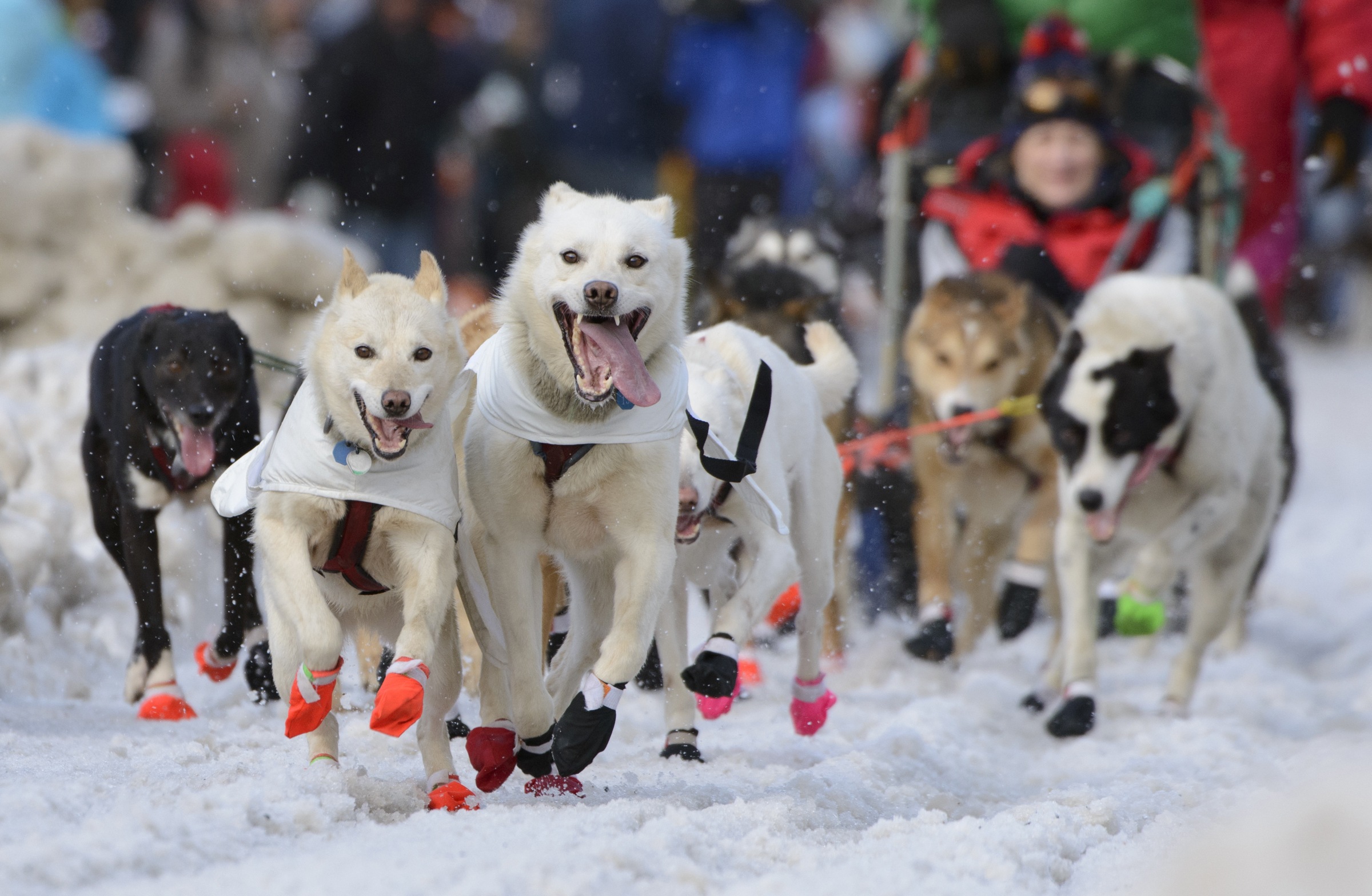 Iditarod Rookies: 7 Sled Dog Teams Chasing Nome Iditarod Rookies: 7 Sled Dog Teams Chasing Nome