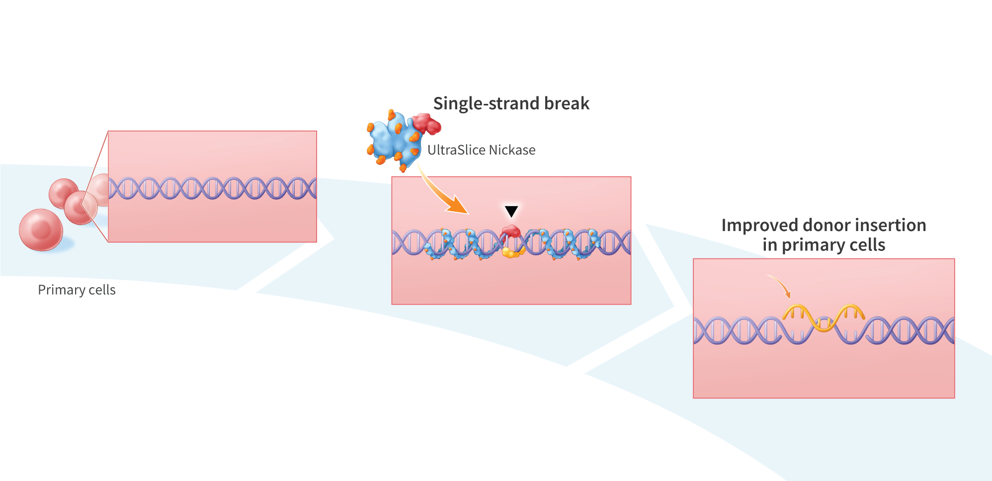 Improving Gene Insertion Precision: The Latest In Gene Editing Improving Gene Insertion Precision: The Latest In Gene Editing
